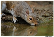 Grey Squirrel 2